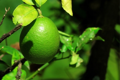 Lime-Tahiatian Variety-Thumbnail.jpg